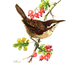 Zaunkönig und Hagebutten